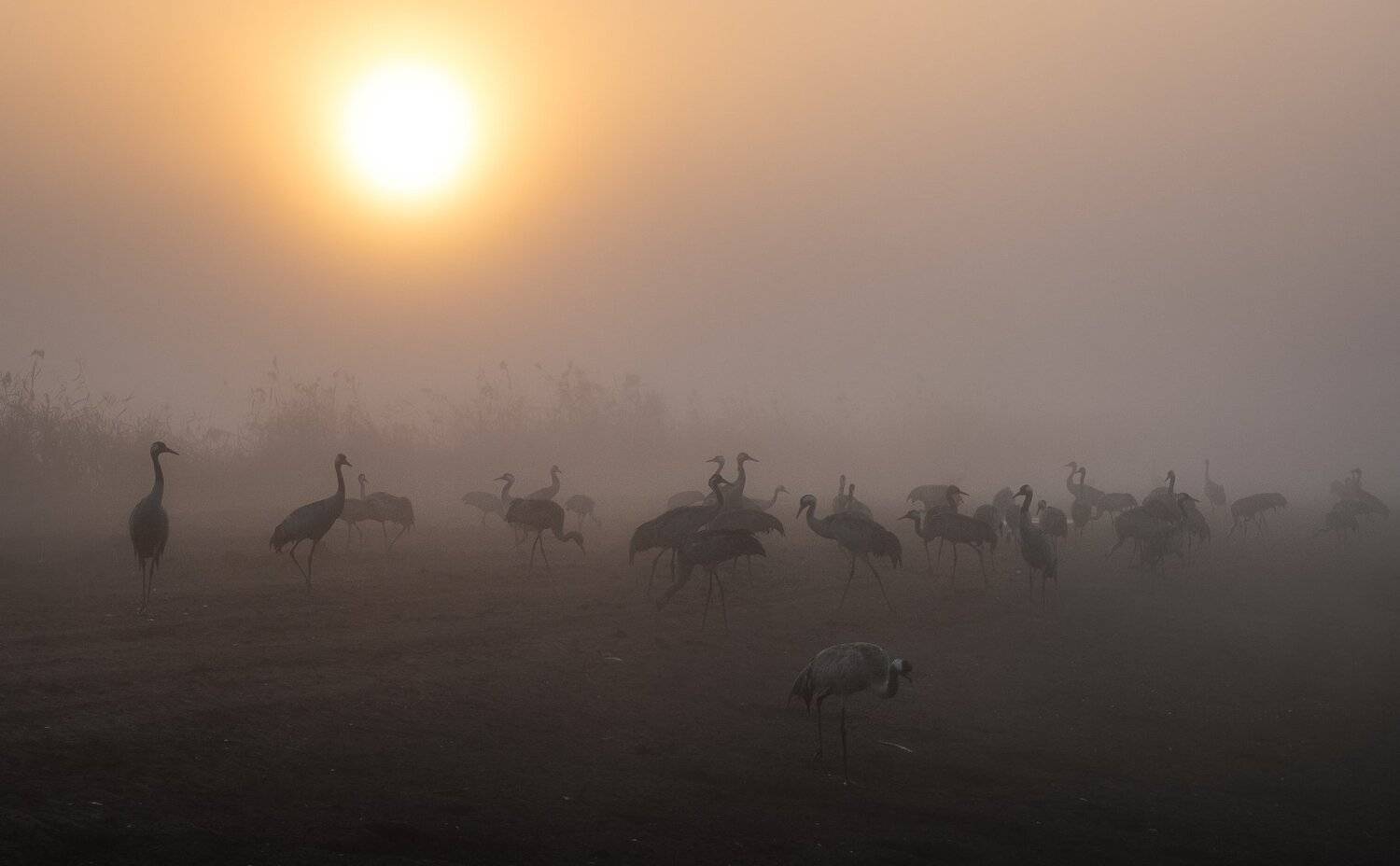 , Григорий Крамаренко