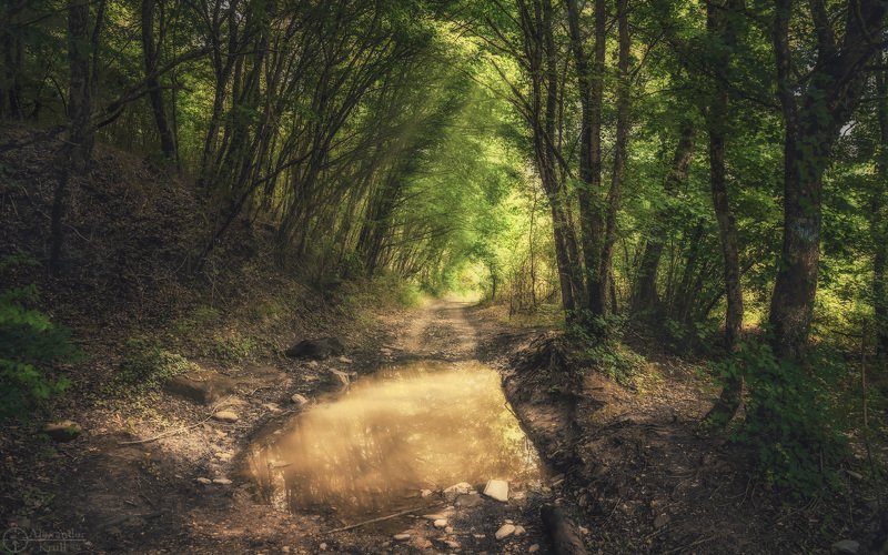 Июньскими дорогами... фото превью