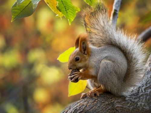 белка с маньчжурским орехом