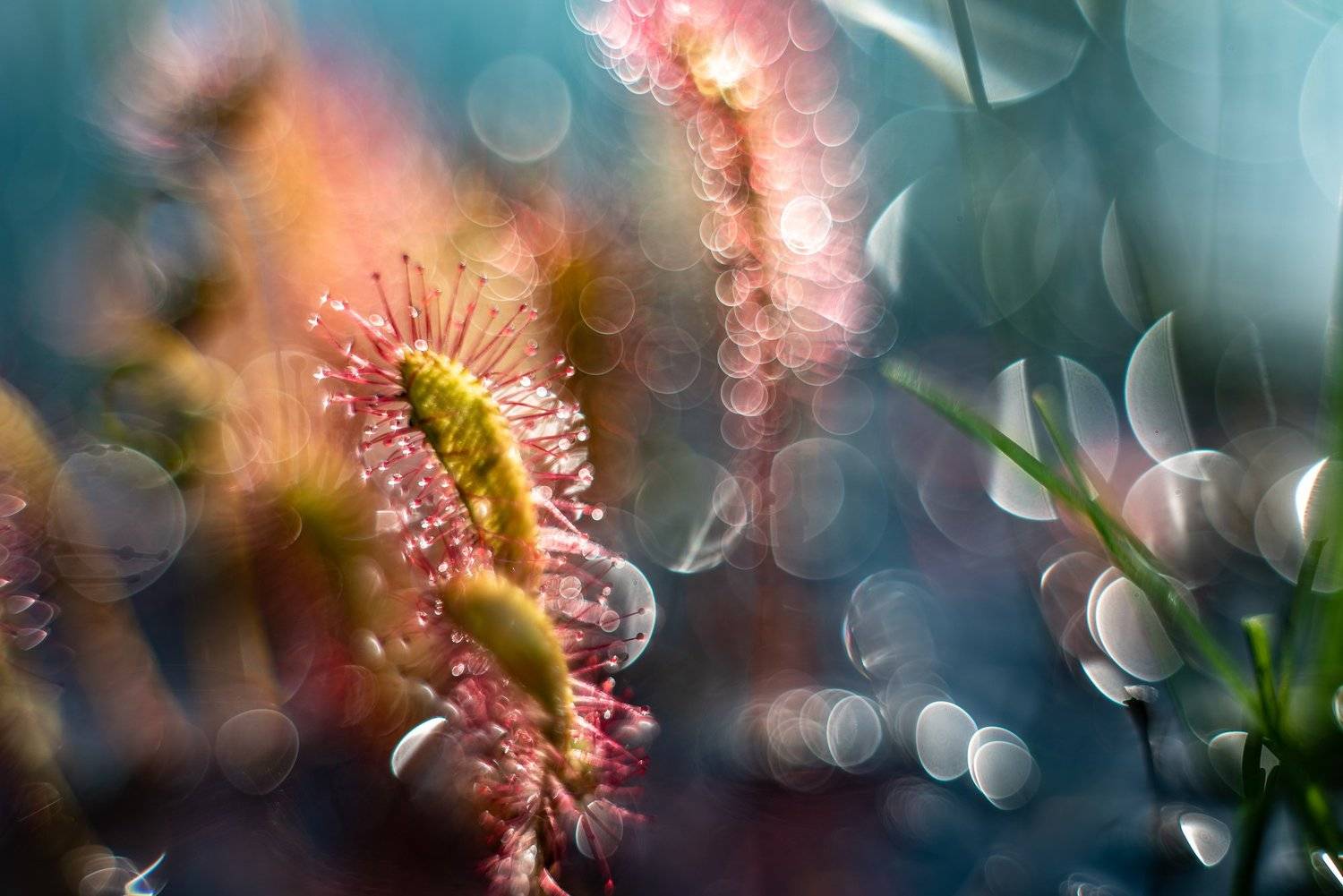 macro, sundew, plants, colors, bokeh, Sylwia Grabinska