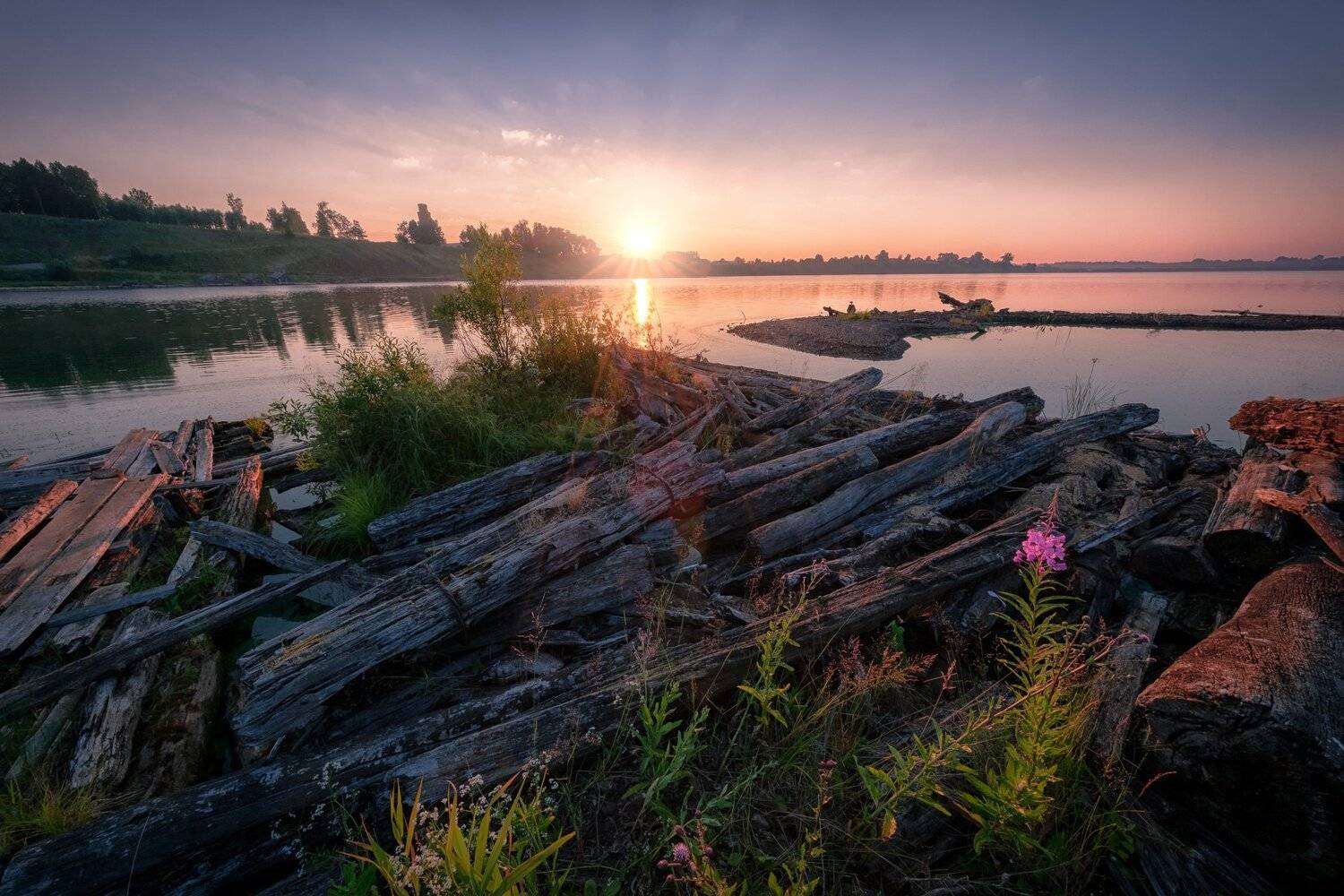 майкор, иньва, река, рассвет, коряги, бревна, цветы, утро, лето, Андрей Чиж