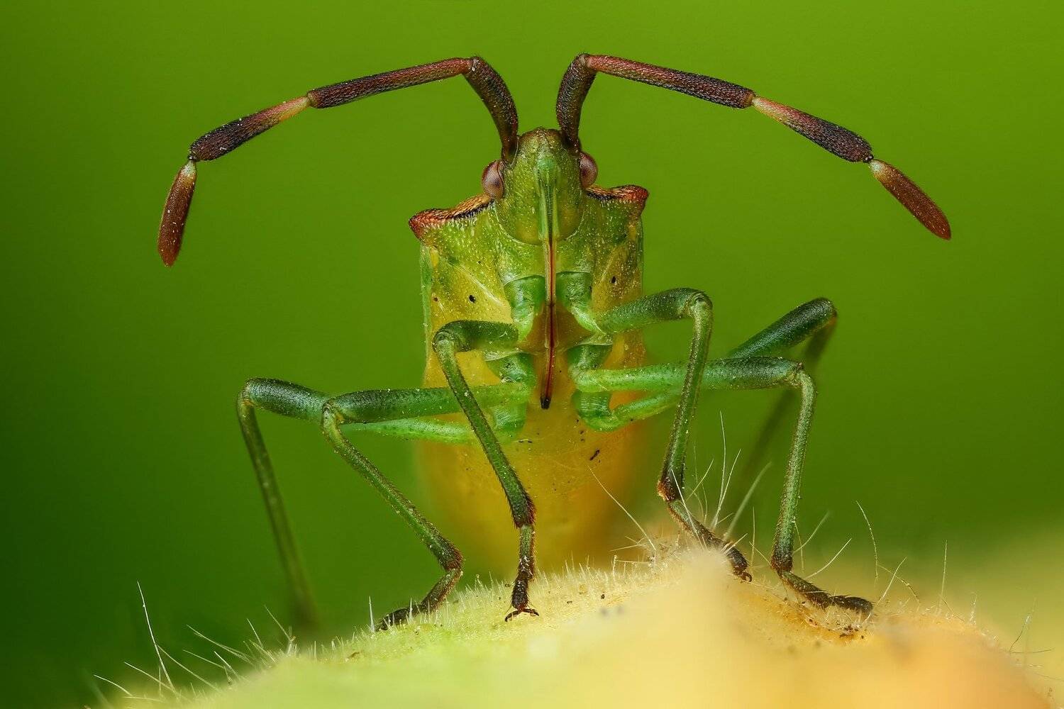 клоп,макро,природа,усы,цвет,глаза,зеленый,насекомое,животное, Андрей Шаповалов