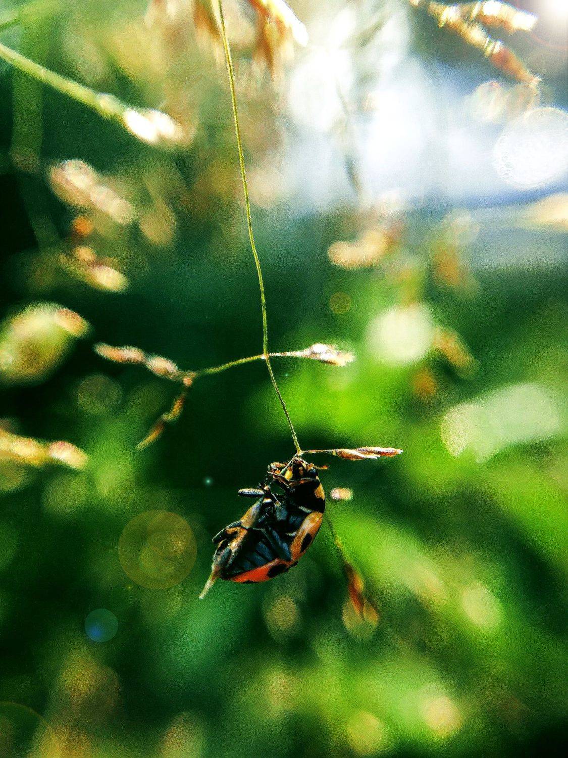 , Вероника Денисова