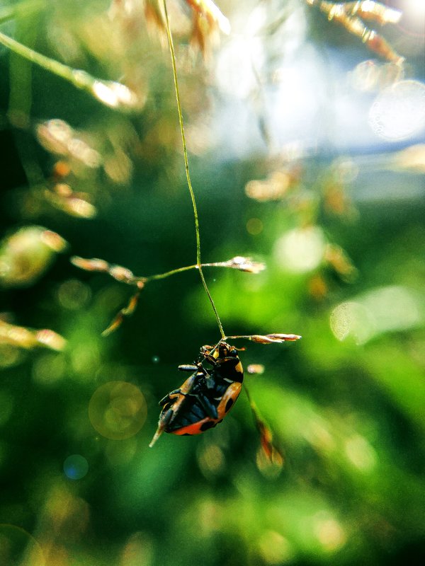 На рассвете фото превью