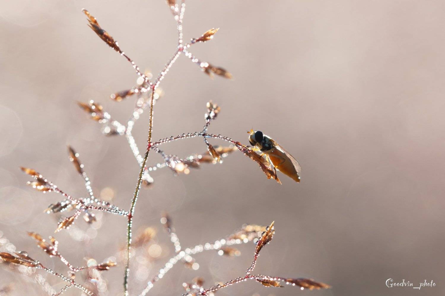 , Людмила Гудина