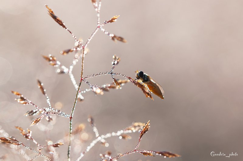 Утро фото превью