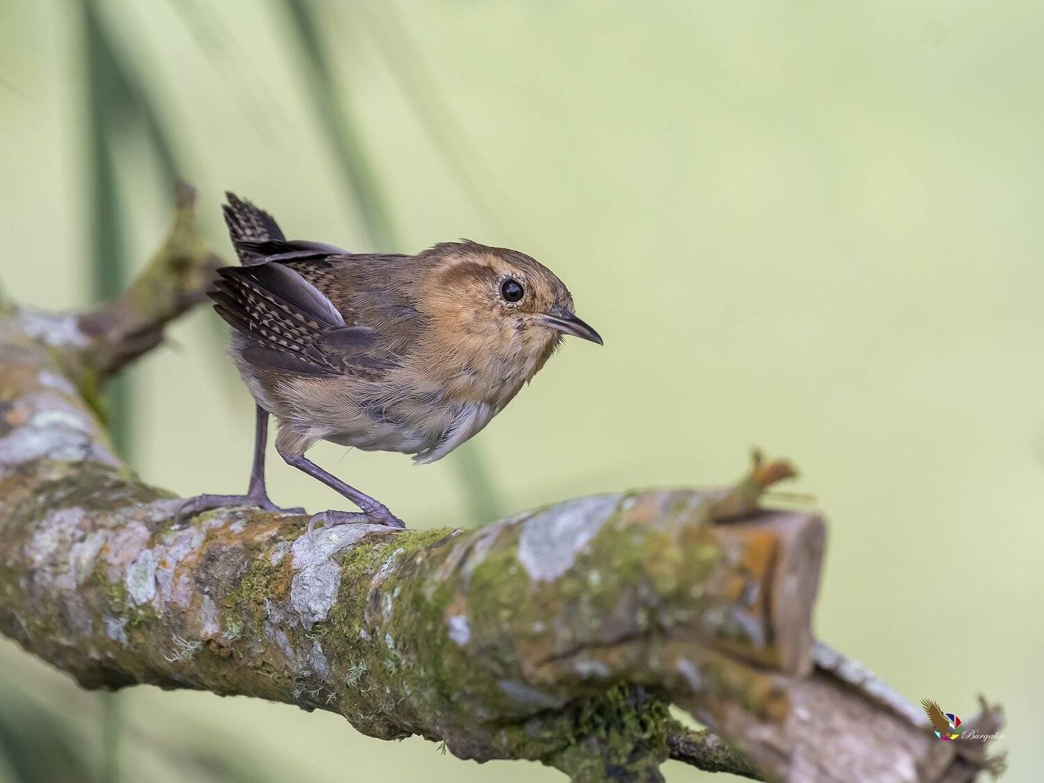 , Fernando Burgalin Sequeira