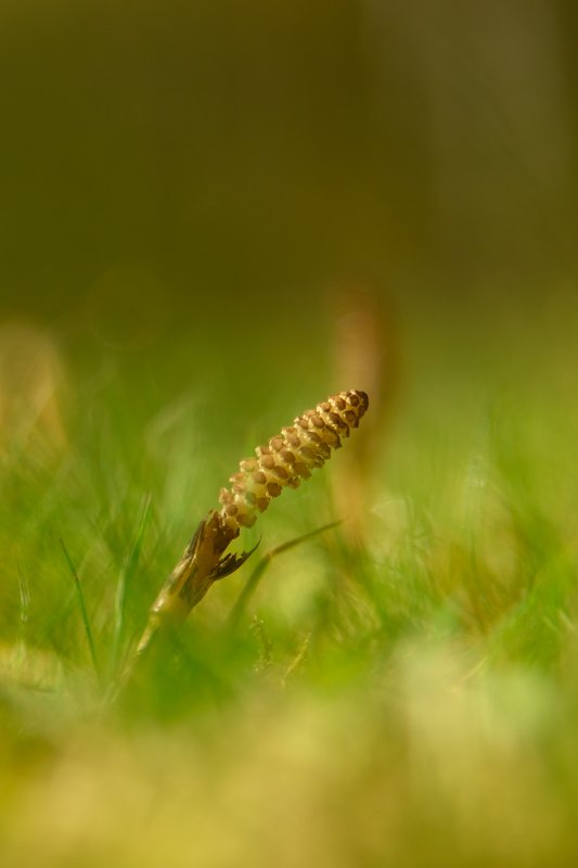 macro ,nature, sawynart You фото превью