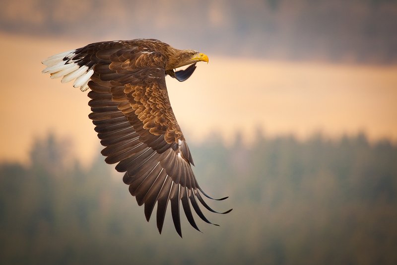 Sea Eagle фото превью