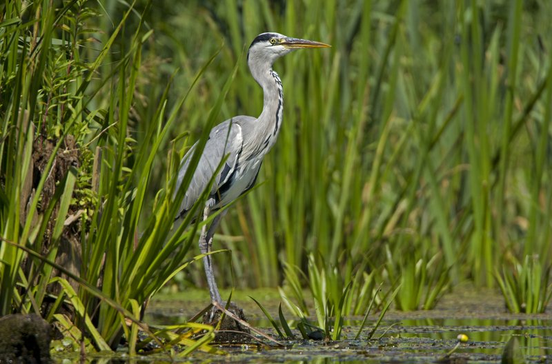 серая цапля. В дозоре. фото превью
