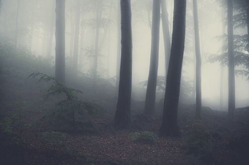 Ślężański Landscape Park in the fog