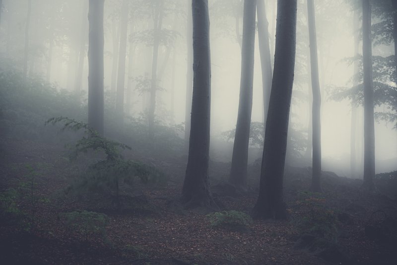 fog, forest, tree, field, rain, spring, poland, mountains, mystic Ślężański Landscape Park in the fog фото превью