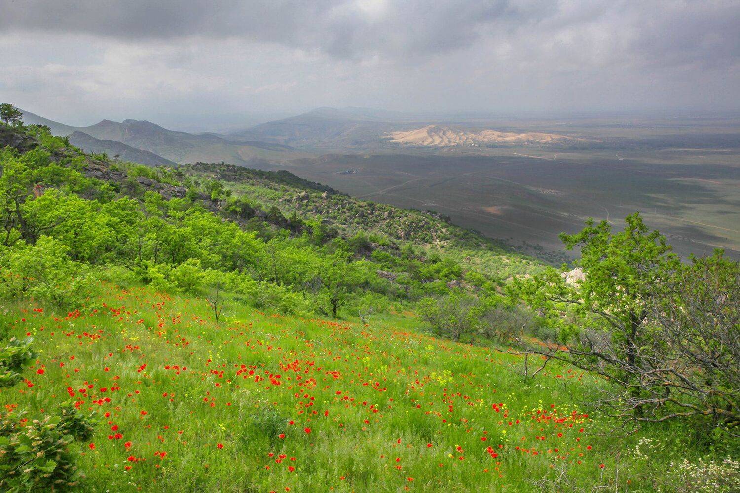 горы,маки,вершины,пейзаж,небо,деревья,дагестан,природа, Marat Magov