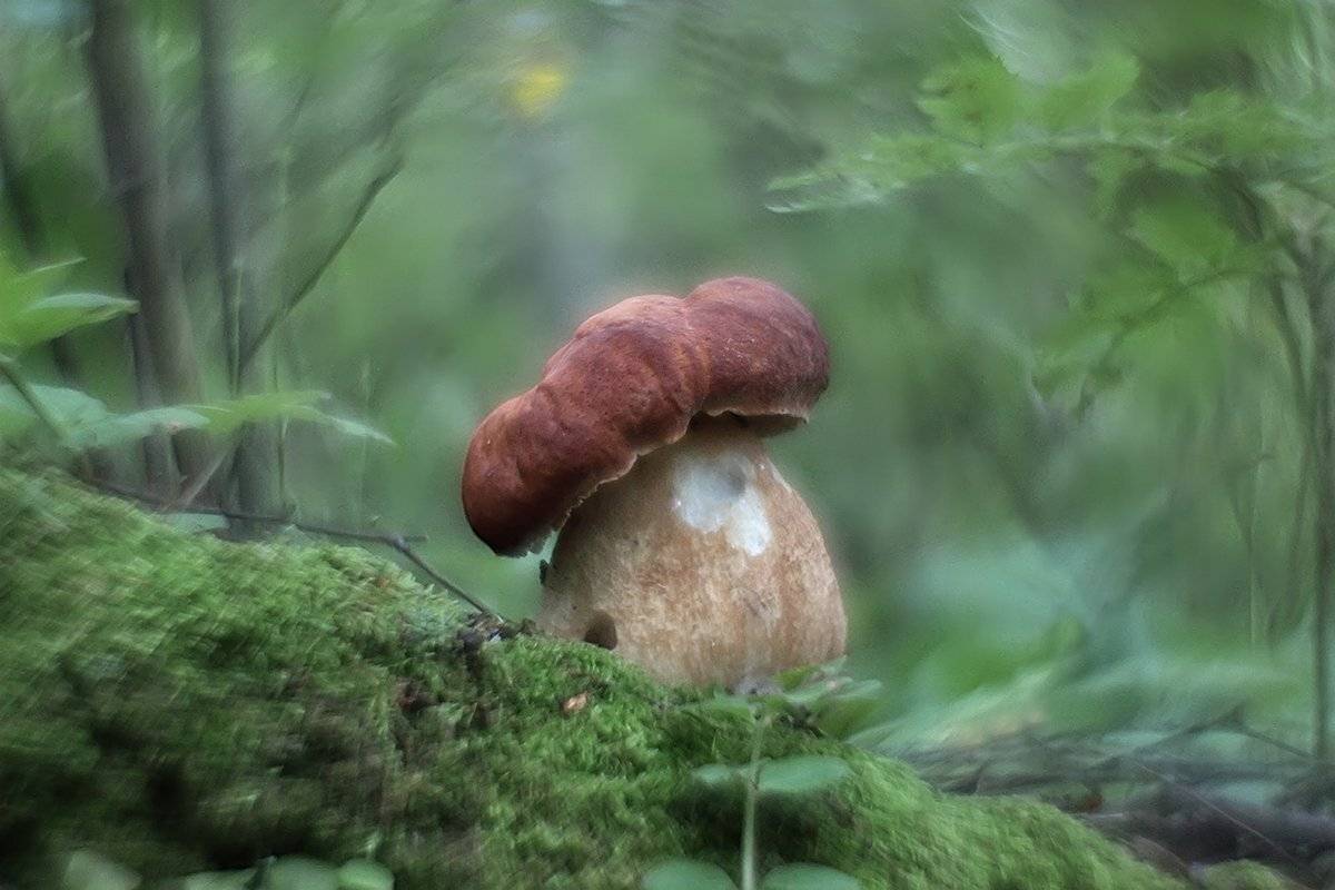 , Галина Горькавая