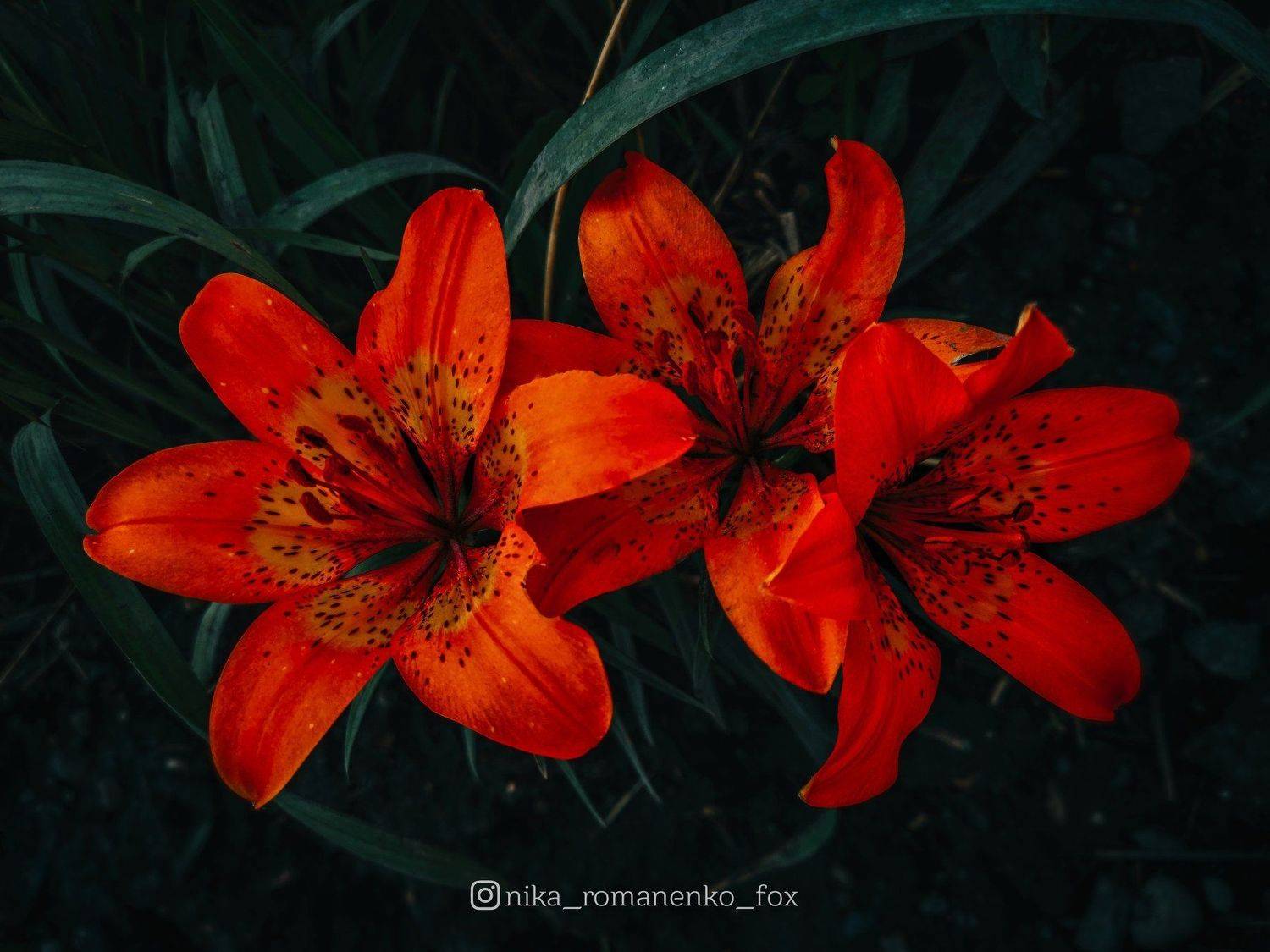 #цветы #лилия #цветок #flowers #flower #orange #тигроваялилия, Вероника Романенко