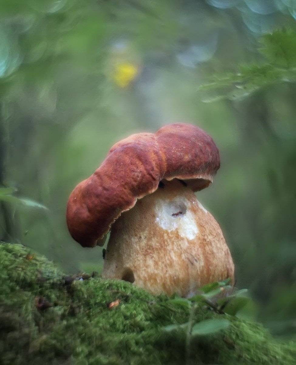 , Галина Горькавая