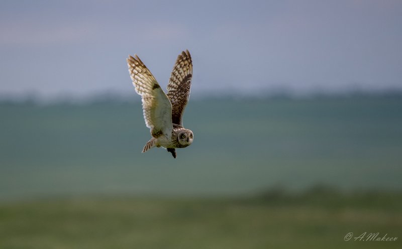 Мыша поймала фото превью