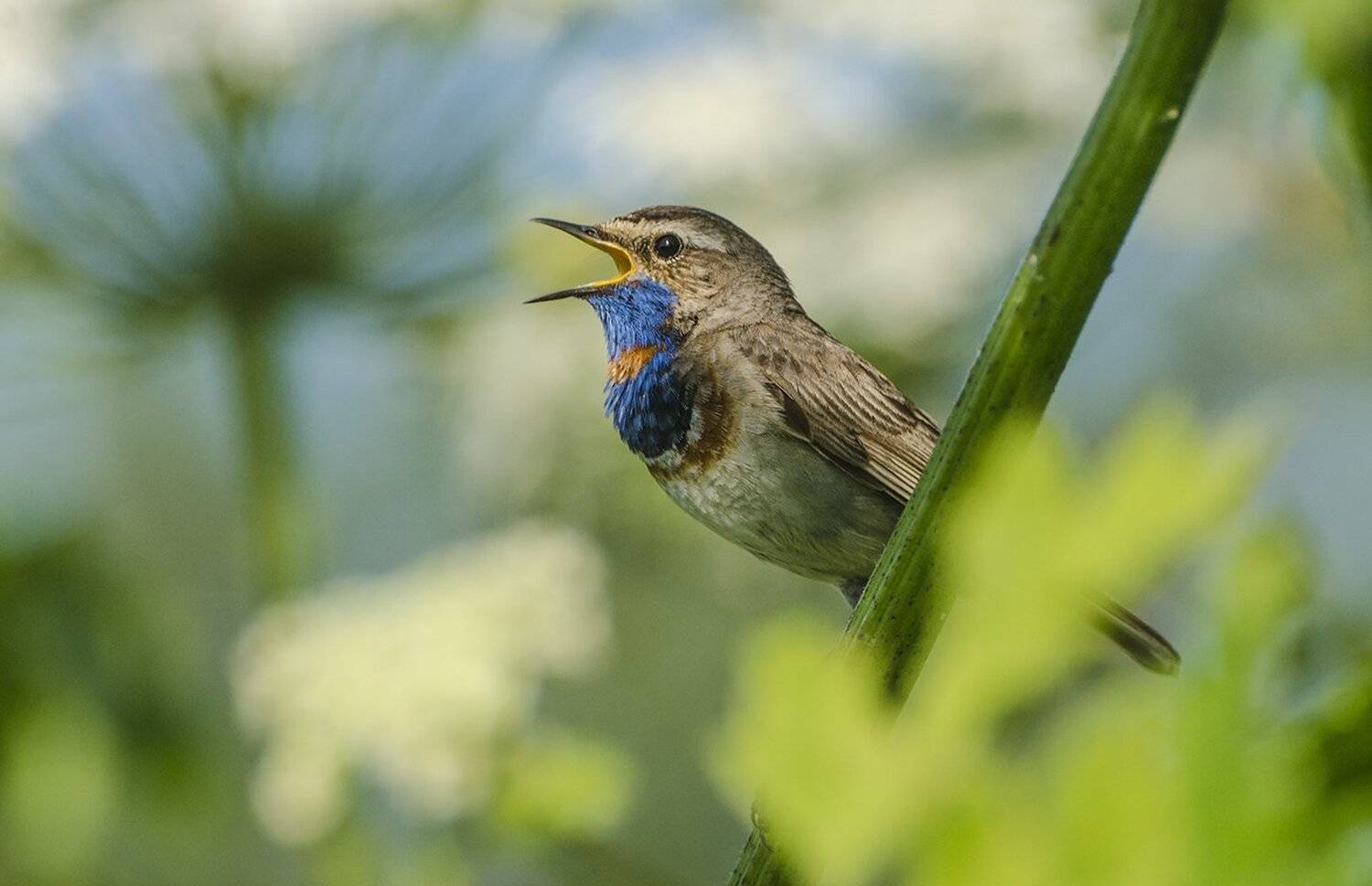 птица, варакушка, самец, Михаил Агеев