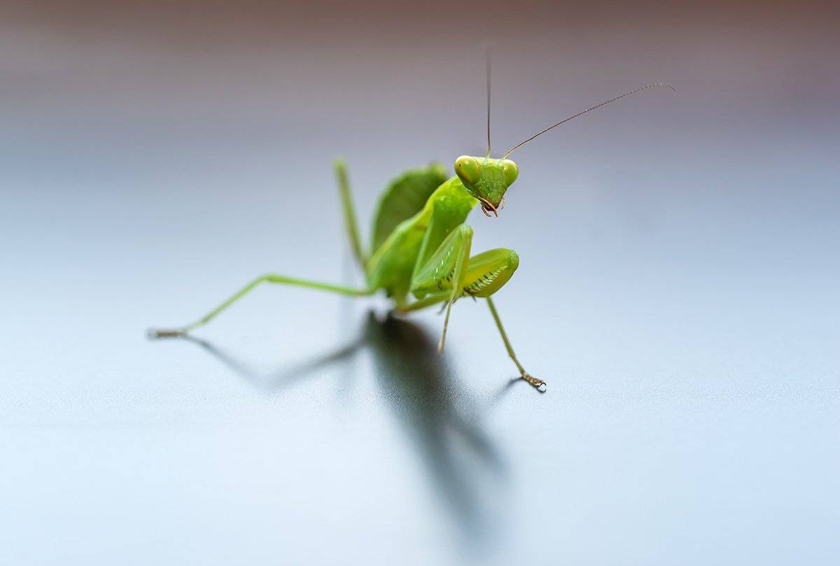 , Александр Земляной