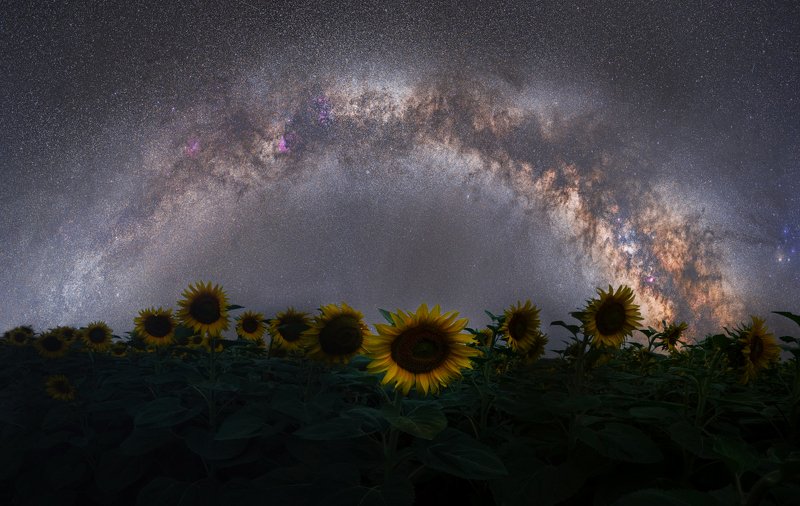 Milky way and sunflower... фото превью