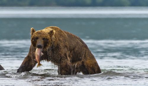 Bear fishing in Kuril Lake