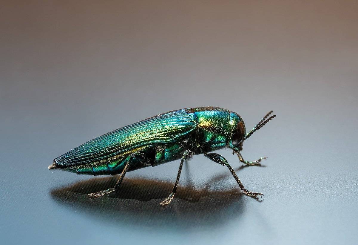 , Александр Земляной