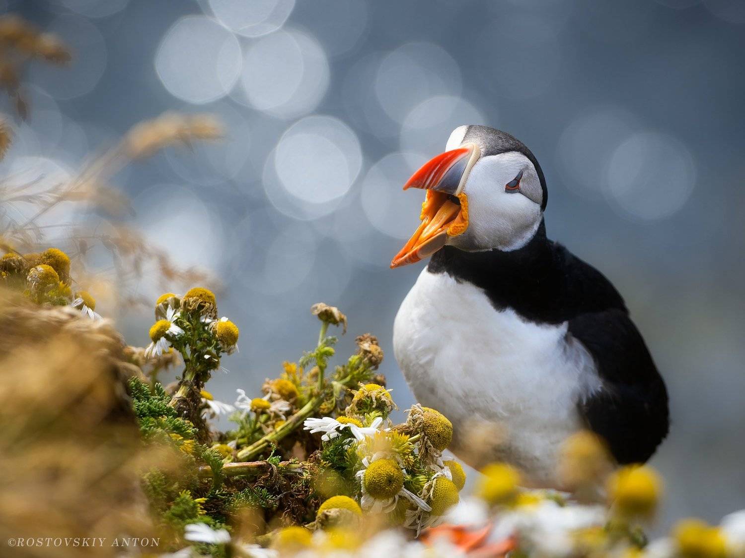 Тупик, Исландия, Фототур, Атлантический тупик, Антон Ростовский