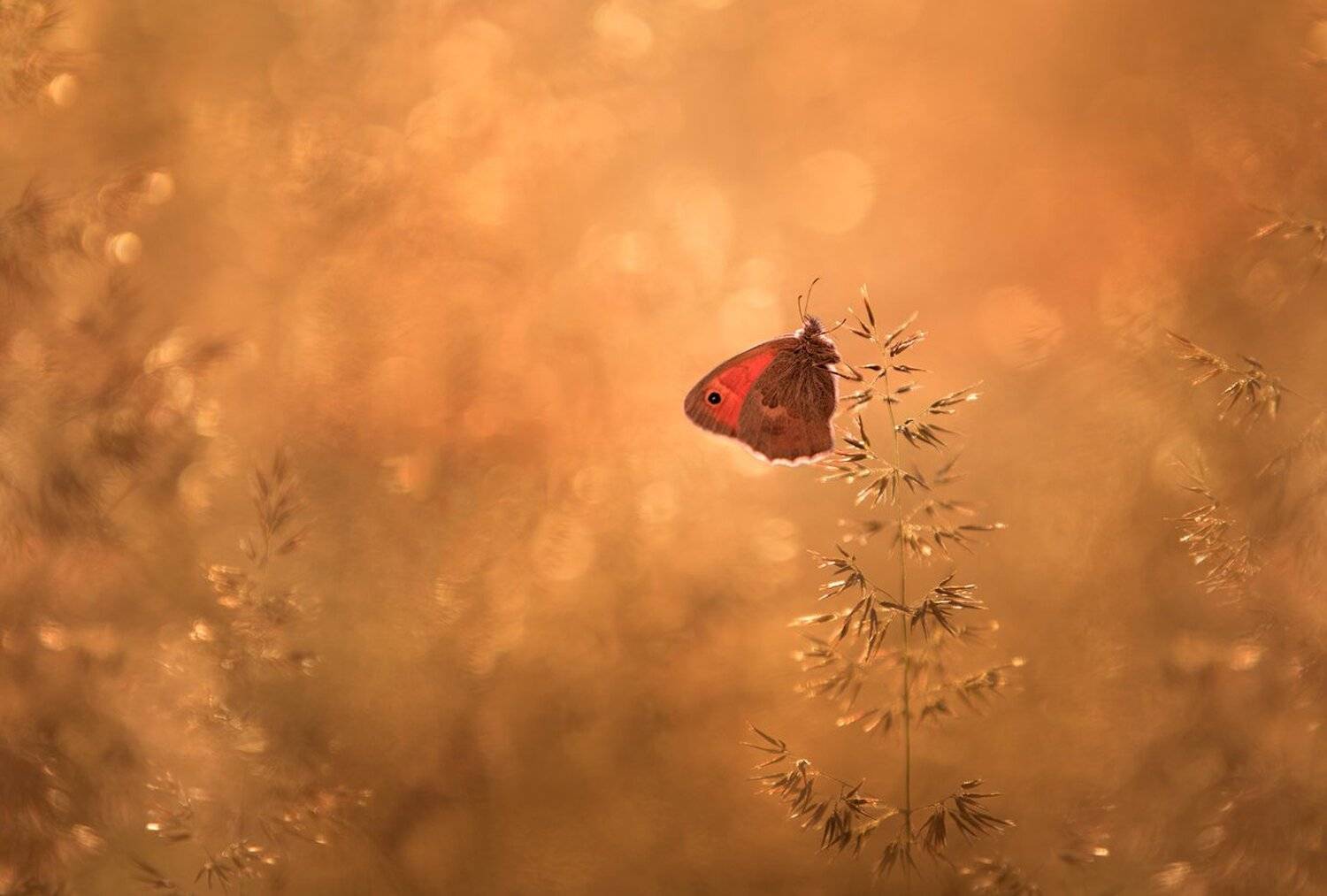 , Баранов Олег