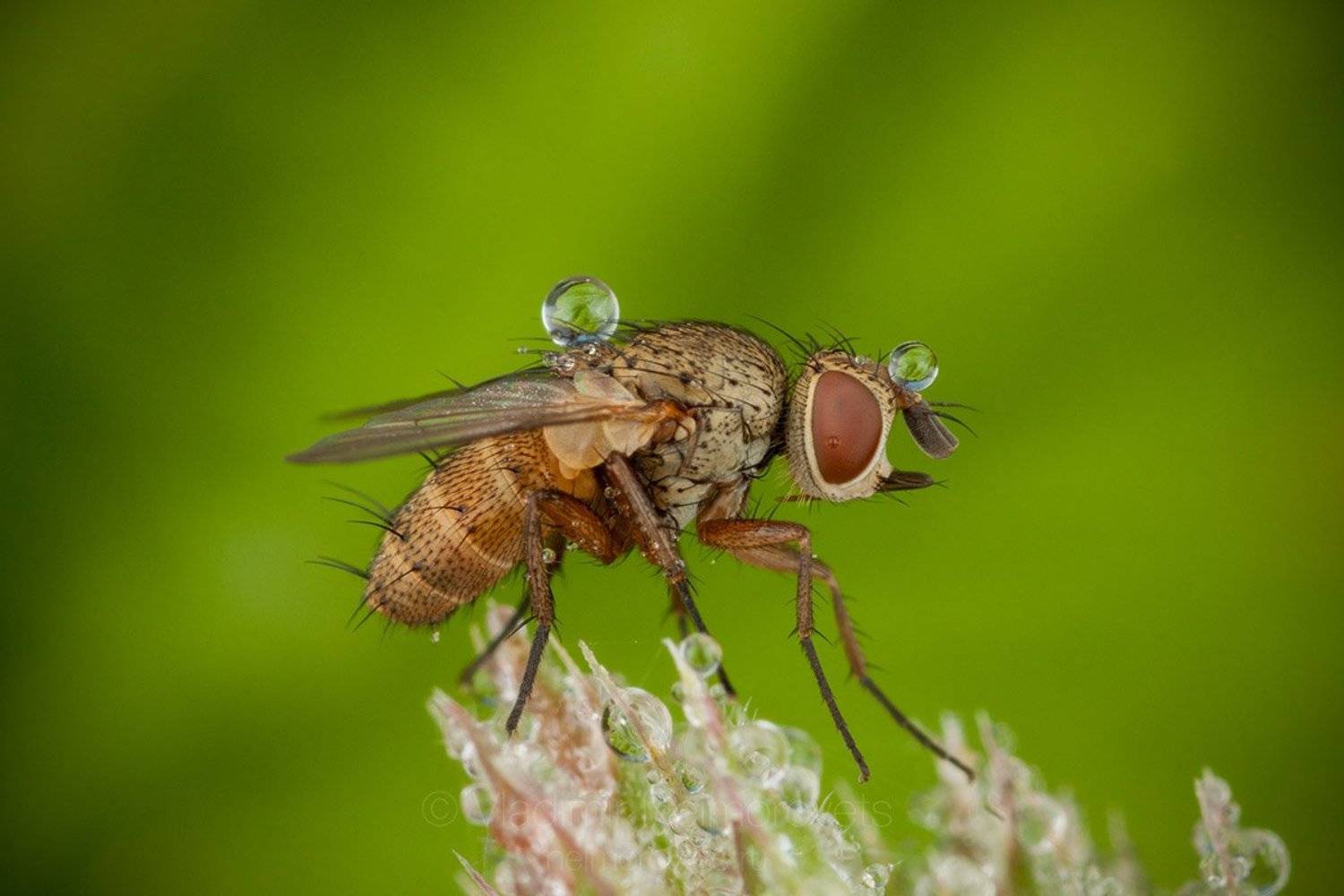 tachinid fly,  tachinid, fly, drop, dew, green, morning, insect, dipteran, macro, macrophotography, close-up, close up, Diptera, Tachinidae, Pudomyagi, Gatchina district, Leningrad Region, Russia, Владимир Нейморовец