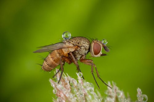 A fly with balls / Муха с шариками