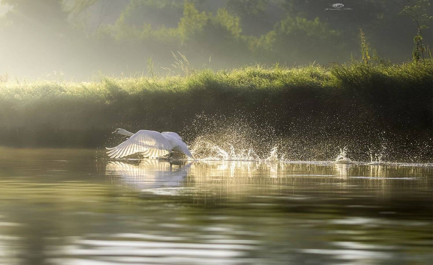 Bird  Nature  Water  Outdoors  Water Bird  Swan  Landscape - Scenery  Animals In The Wild  Scenics - Nature  Animal Wildlife  Animal  Mist  Light  Sun  Sunrise  River  Good  Nikon, Krzysztof Tollas