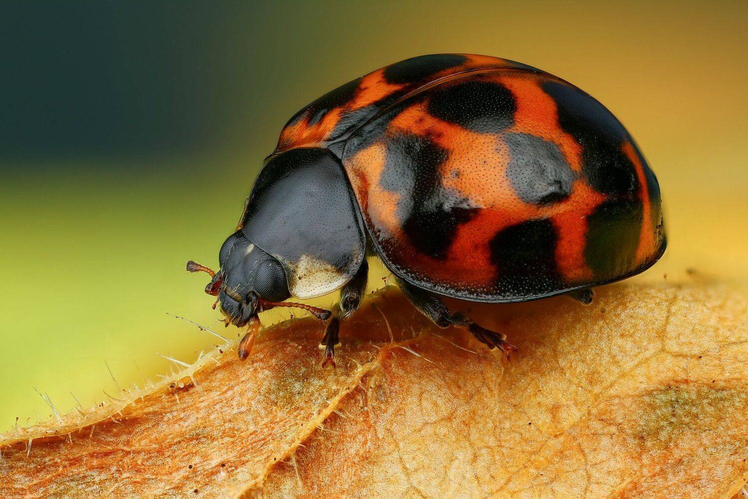 жук,макро,природа,усы,цвет,глаза,оранжевый,насекомое,животное, Андрей Шаповалов