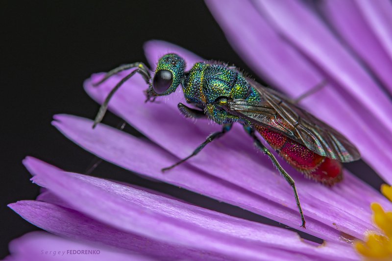 Оса-блестянка. фото превью