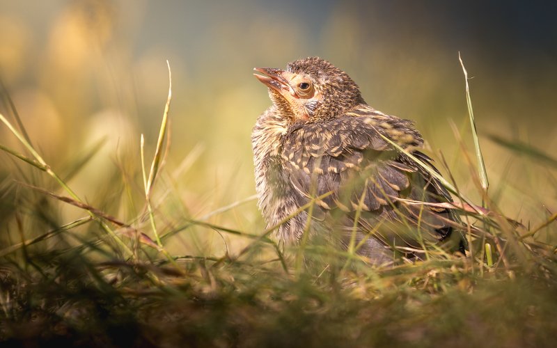 Chick of Red-winged Blackbird, almost sleeping фото превью