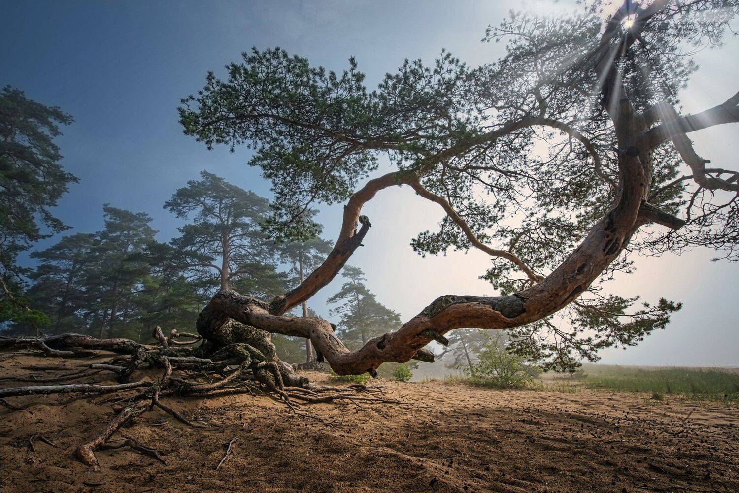 , Елена Ермолина