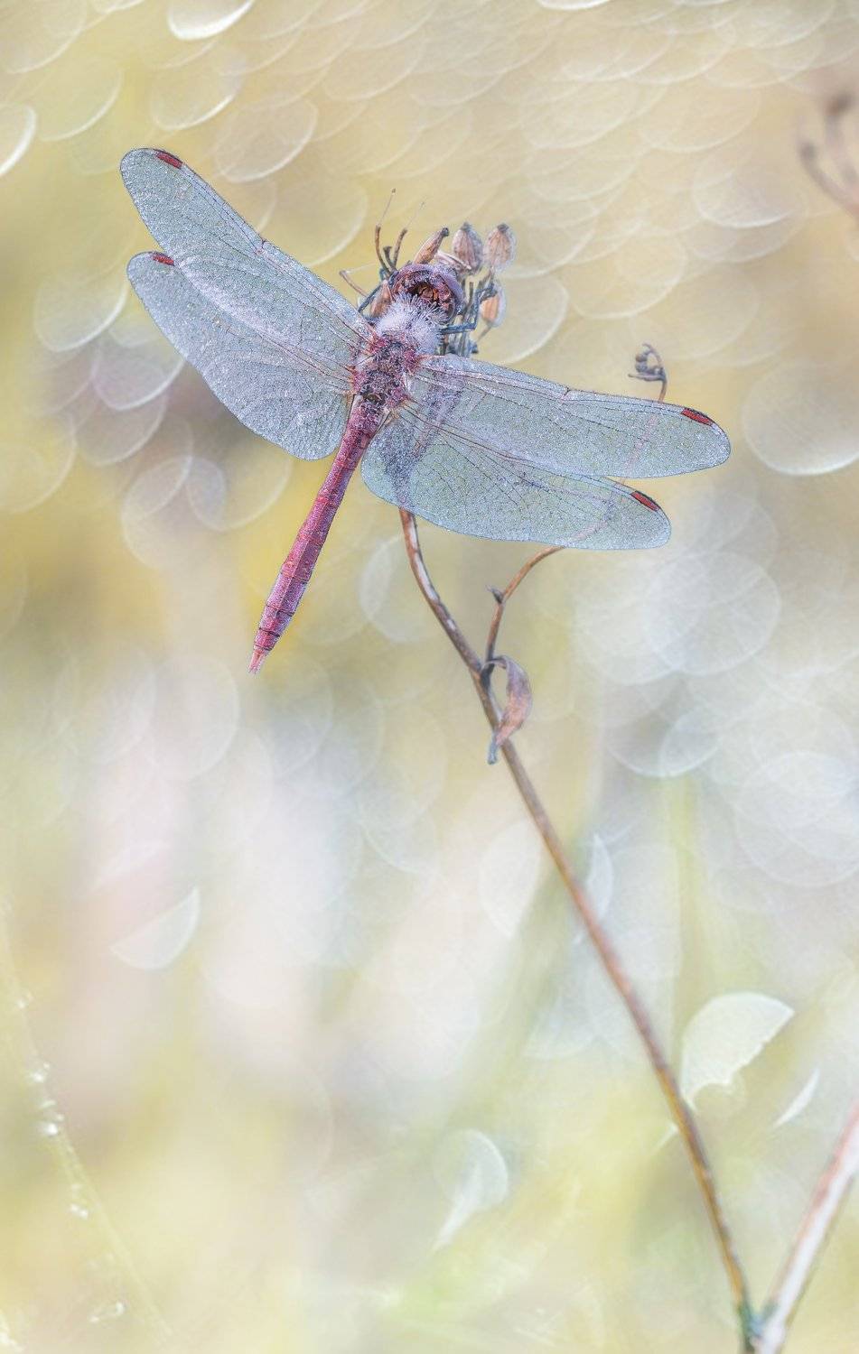 , Сергей Троицкий