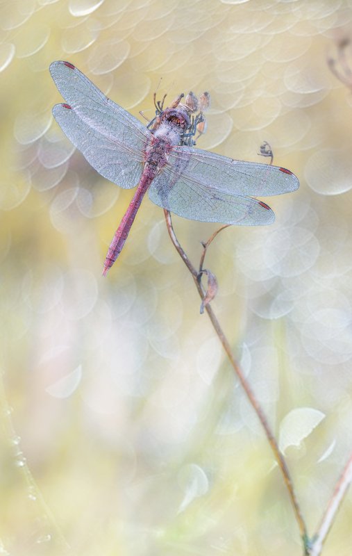 Воздушные сны. фото превью