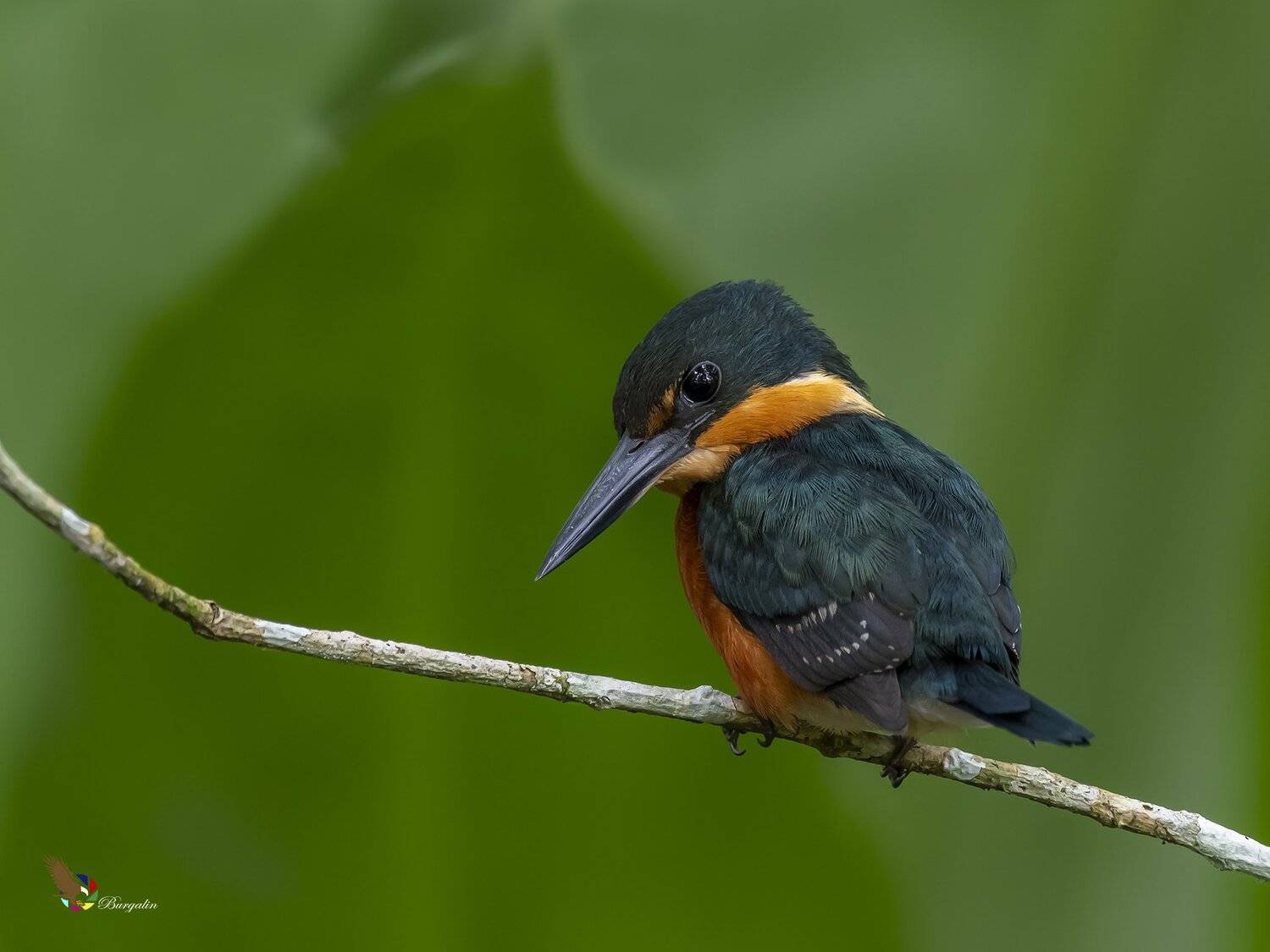 , Fernando Burgalin Sequeira