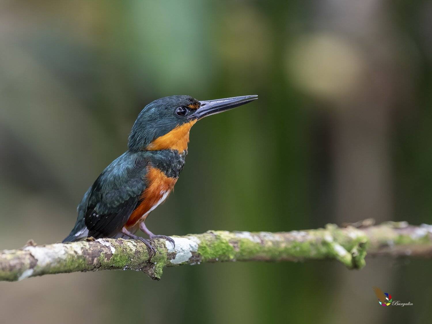 , Fernando Burgalin Sequeira