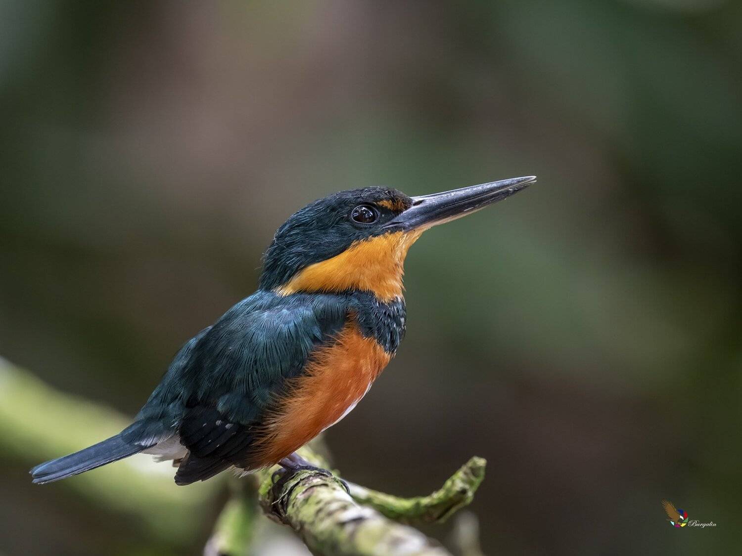 , Fernando Burgalin Sequeira