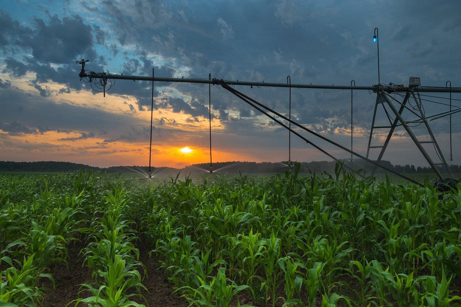 рассвет, солнце, поле, кукуруза, автополив, Алексей Чекалев