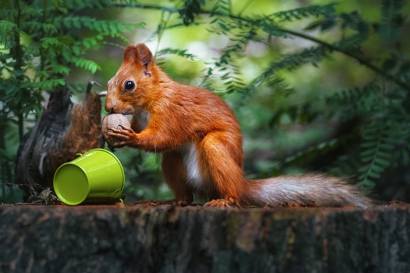 tokina 100 macro, macro lens,  beautiful, красивый, moment, момент, nature, природа,  wildlife,  summer, лето, летняя, animal, животное,  forest, лесное, fluffy, пушистая,  red, рыжая, squirrel, белка,  nut, орех, Приз найден! :) фото превью