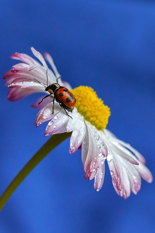 макро, насекомое, насекомые, скрытоглав, листоед, макромир, цветок, маргаритка Скрытоглав восьмиточечный фото превью