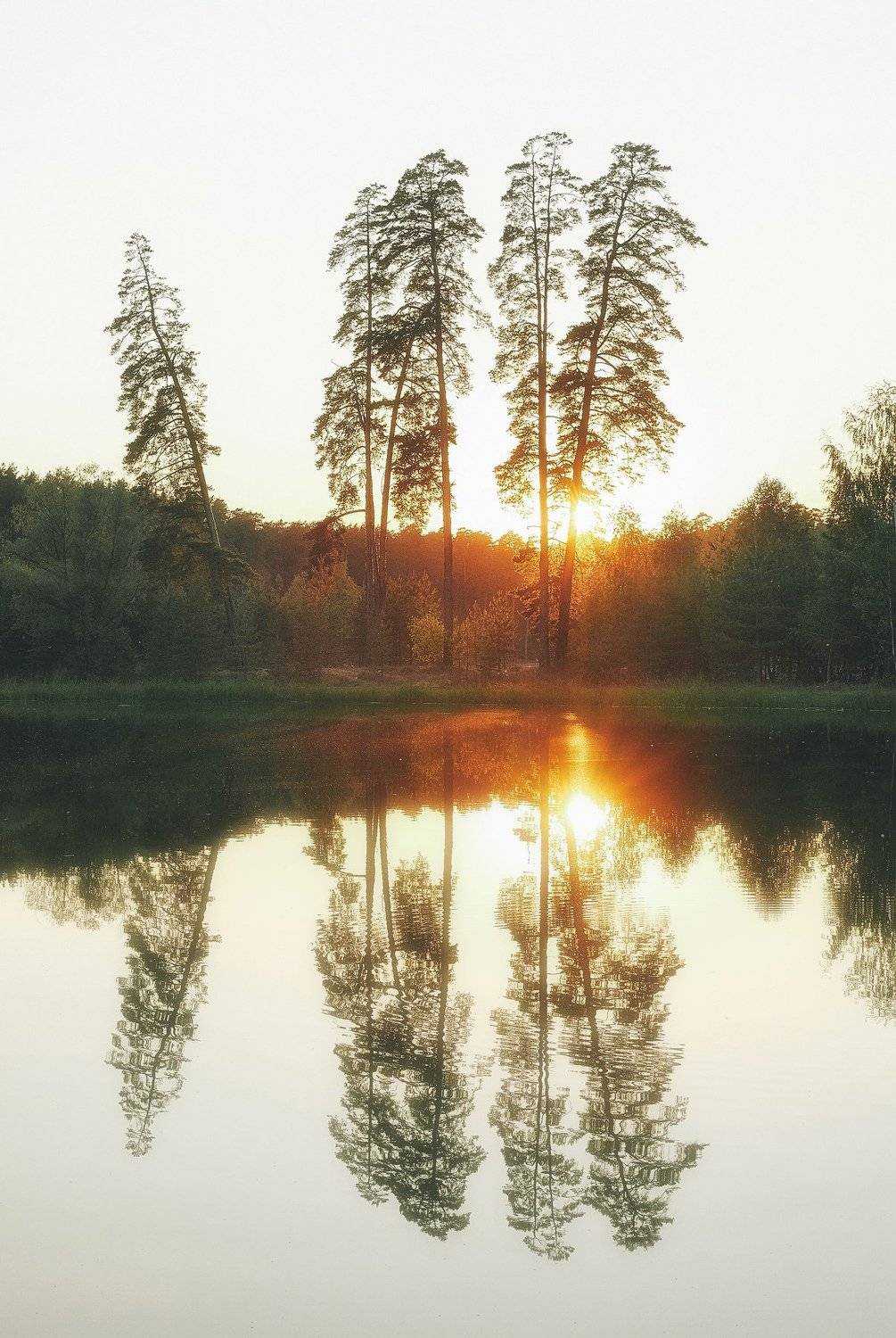 закат, сосны, лесное озеро, лебяжье озеро, Светлана Степанова