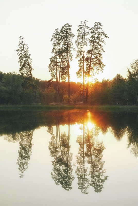 закат, сосны, лесное озеро, лебяжье озеро Закат на Лебяжьем фото превью