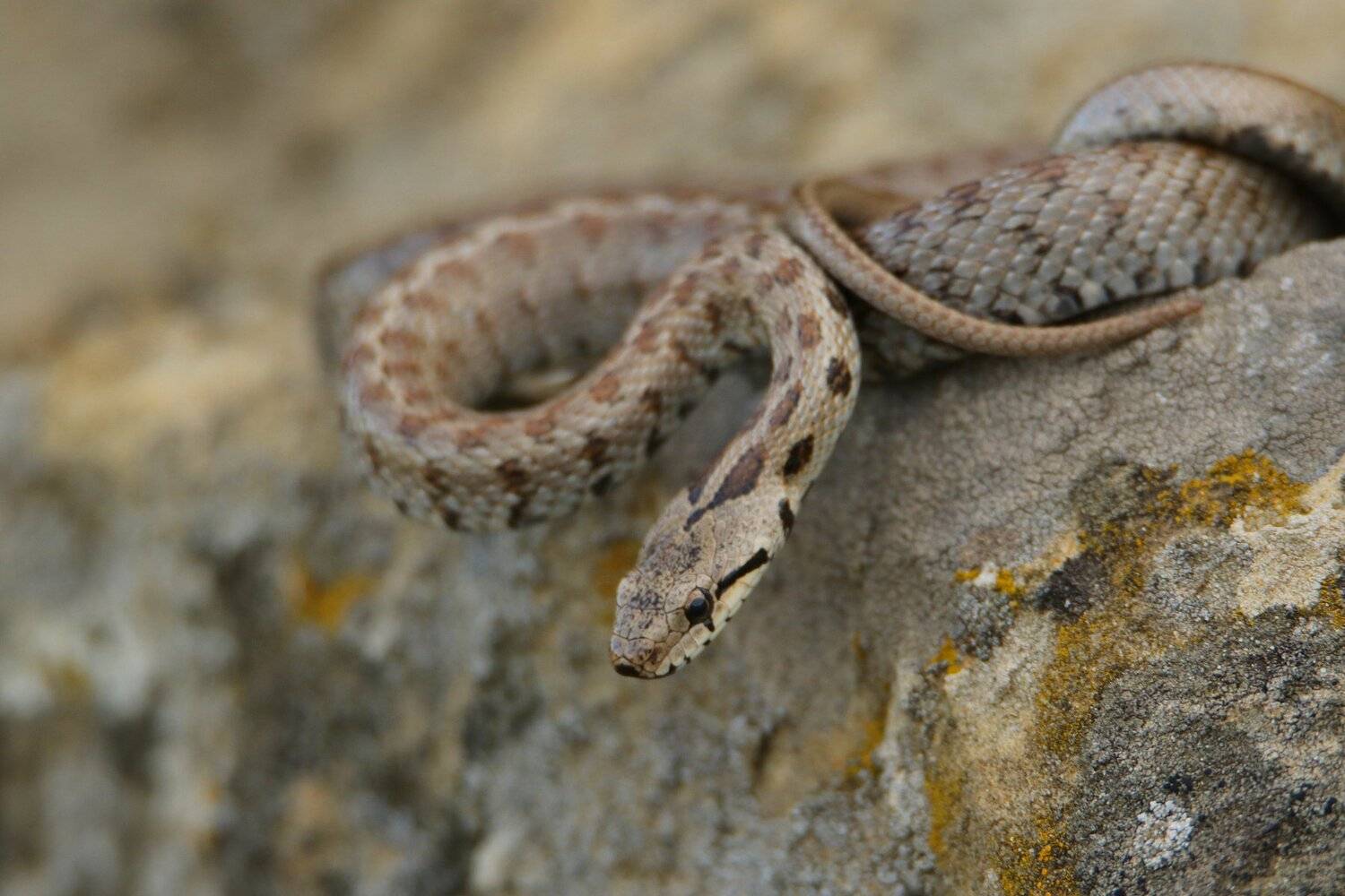 змея,полоз,кавказ,дагестан,, Marat Magov