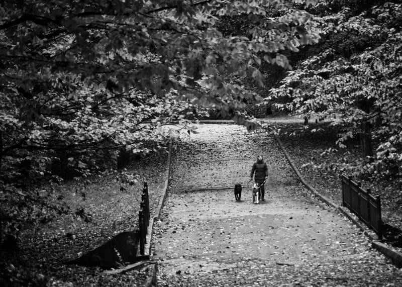 Прогулка фото превью