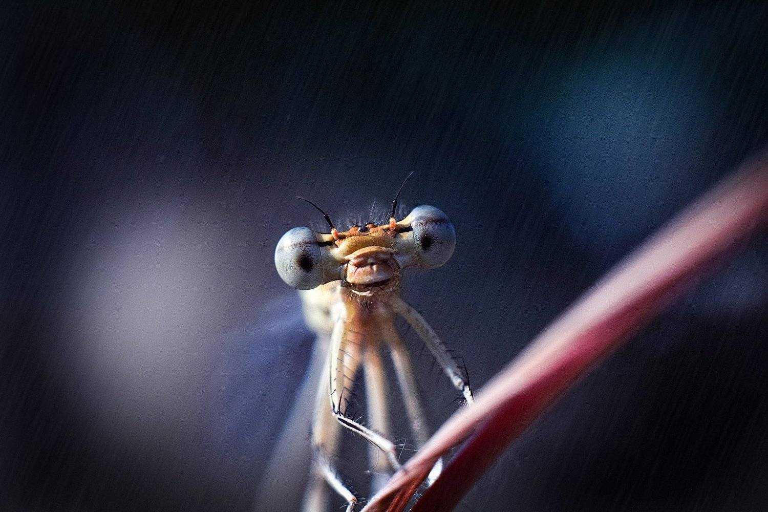 стрекоза, макро, лес, тишина, покой, гармония, гармония мира, природа, macro, dragonfly насекомые, стрекозы, макрофтография, вчувствование, Виктория Быканова