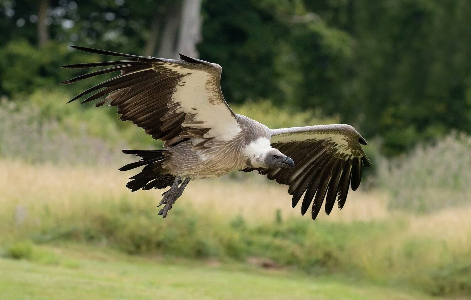 griffonvulture birds nature wildlife flight action, MARIA KULA
