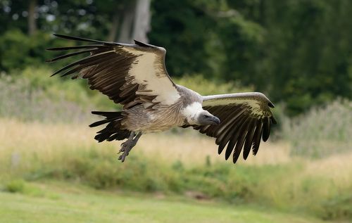 Griffon Vulture